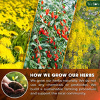 Wellosi Goji Berry Tea