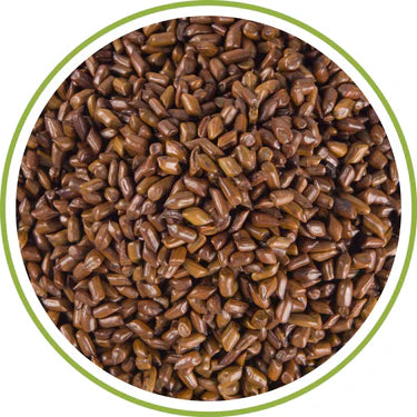 Cassia Seed