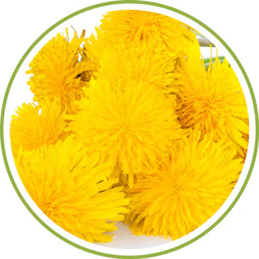 Dandelion